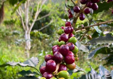 Kaffeereise Nicaragua 10