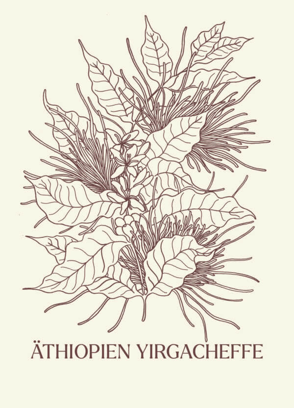 Äthiopien Yirgacheffe Light Roast – Bild 2