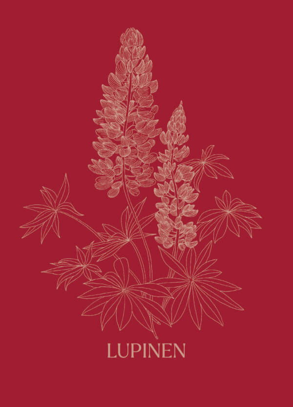 Lupinen Kaffeeersatz – Bild 2